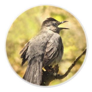 Singing Grey Catbird Ceramic Knob