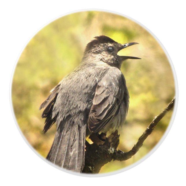 Singing Grey Catbird Ceramic Knob (Front)