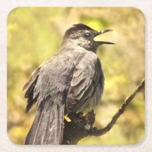 Singing Grey Catbird Coasters