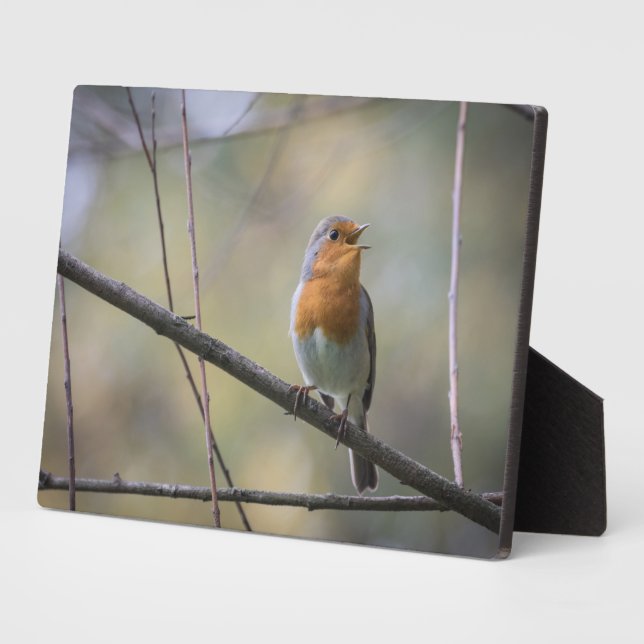 Singing Robin Nature Photo Plaque (Side)
