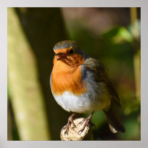 Singing Robin  Poster