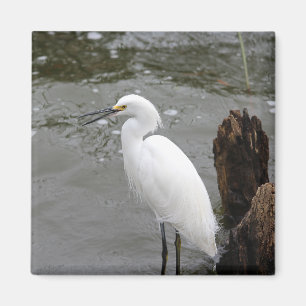 Singing Snowy Egret Magnet