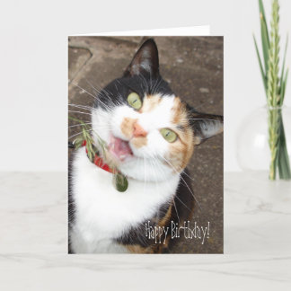 singing tabby, Happy Birthday! Card