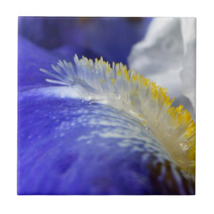 Singing the Blues! Ceramic Tile