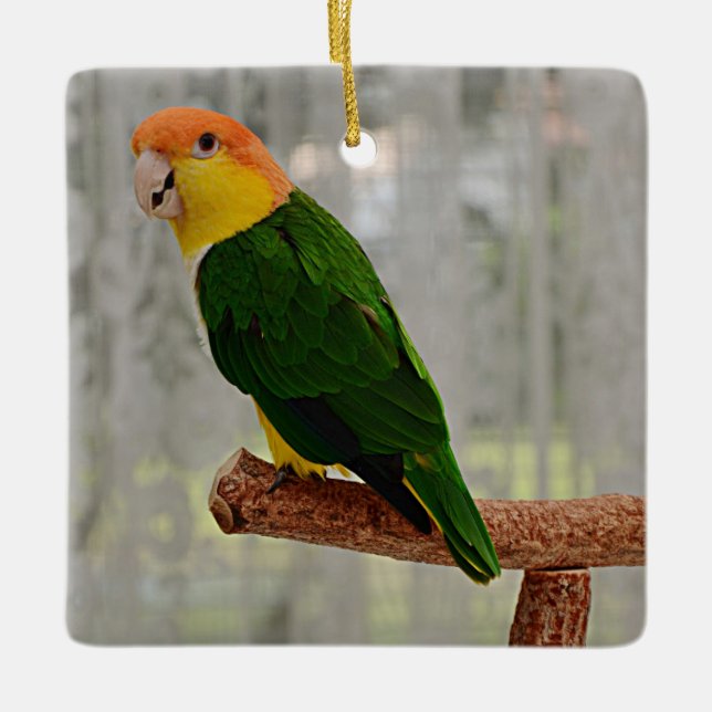 Singing White Bellied Caique Parrot Ceramic Ornament (Front)