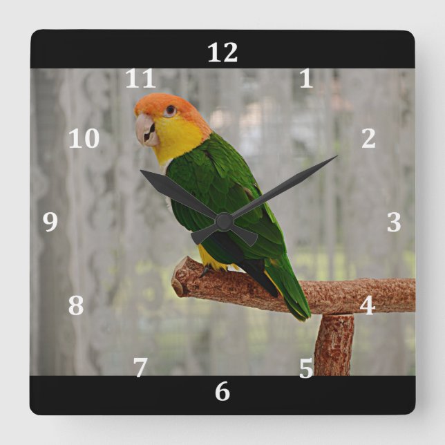 Singing White Bellied Caique Parrot Square Wall Clock (Front)