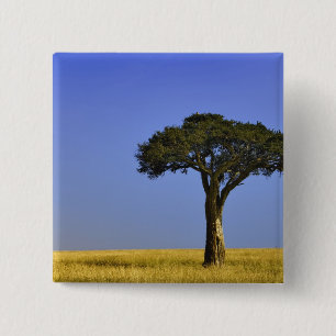 Single Acacia tree on grassy plains, Masai Mara, 15 Cm Square Badge