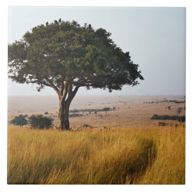 Single acacia tree on grassy plains, Masai Mara, Ceramic Tile (Front)