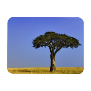Single Acacia tree on grassy plains, Masai Mara, Magnet