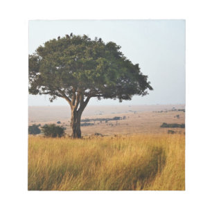 Single acacia tree on grassy plains, Masai Mara, Notepad