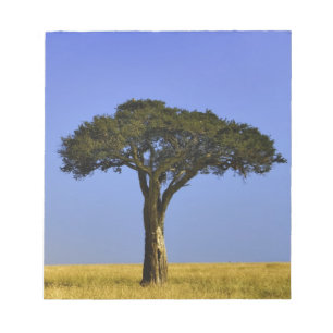 Single Acacia tree on grassy plains, Masai Mara, Notepad