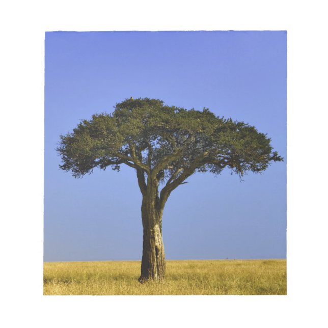 Single Acacia tree on grassy plains, Masai Mara, Notepad (Front)