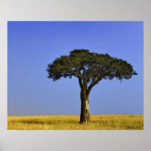 Single Acacia tree on grassy plains, Masai Mara, Poster