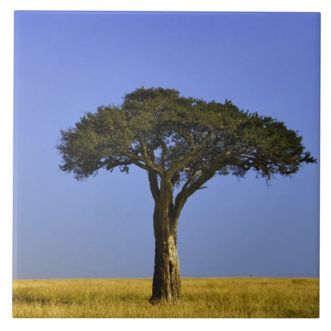 Single Acacia tree on grassy plains, Masai Mara, Tile (Front)