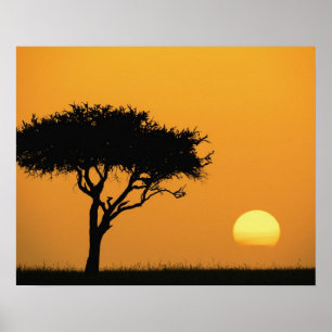 Single Acacia tree silhouetted at sunrise, Masai Poster