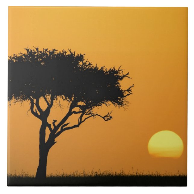 Single Acacia tree silhouetted at sunrise, Masai Tile (Front)