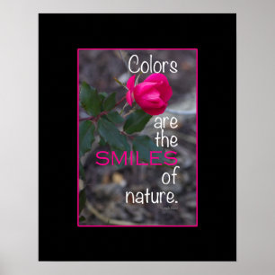 Single Bending Pink Rose Photograph Poster