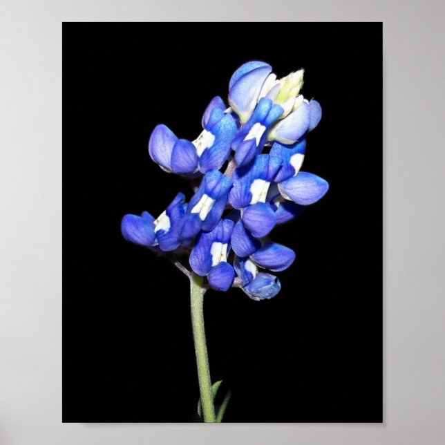Single Bluebonnet on Black Background Poster (Front)