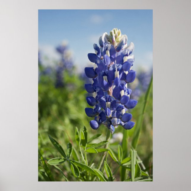 Single Bluebonnet Texas Poster (Front)