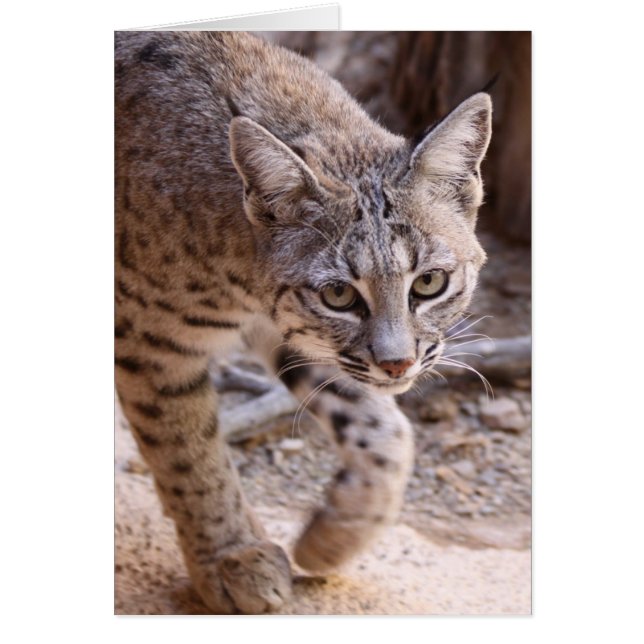 Single Bobcat (Front)