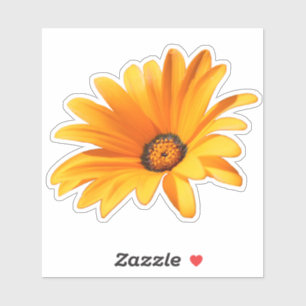 Single Bright Orange Cape Daisy