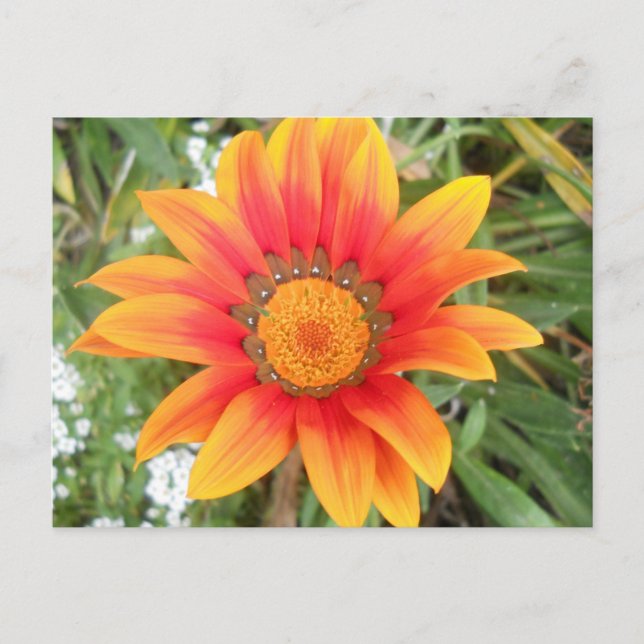 Single Bright Orange Flower Postcard (Front)