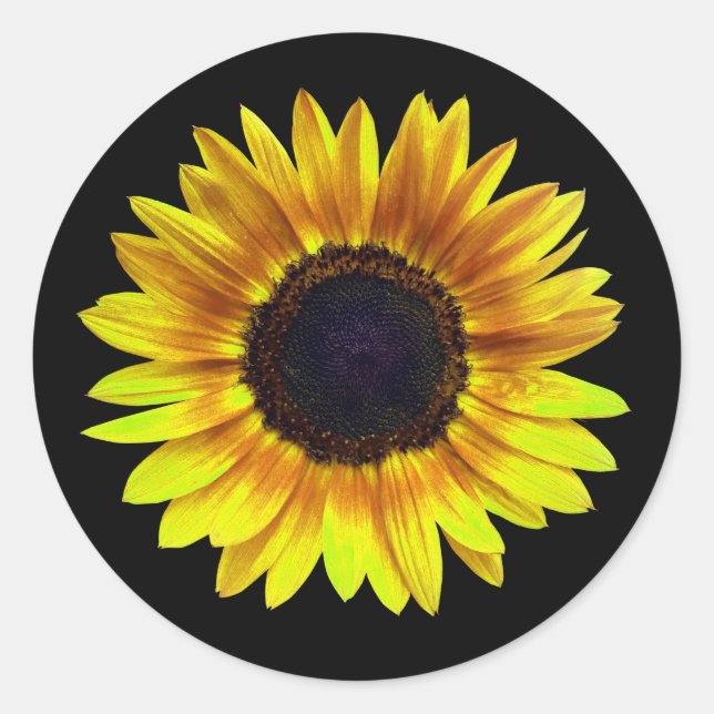 Single Bright Yellow Sunflower Classic Round Sticker (Front)