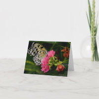Single Butterfly on Pink Tropical Flowers