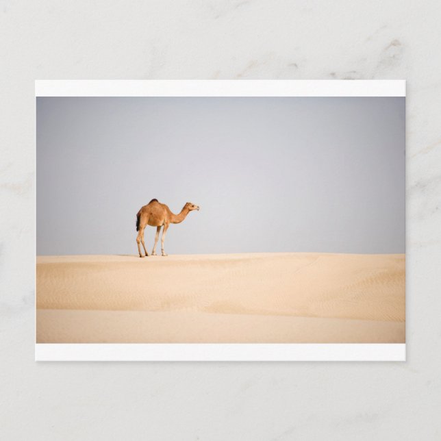 Single camel on Arabian sand dunes Postcard (Front)