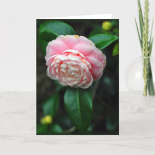 Single camellia bloom card