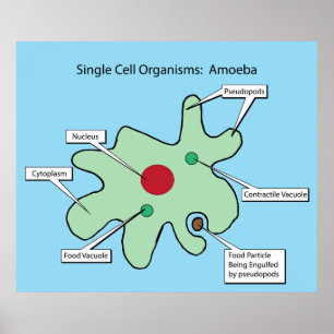 Single Cell Organisms: Amoeba Poster