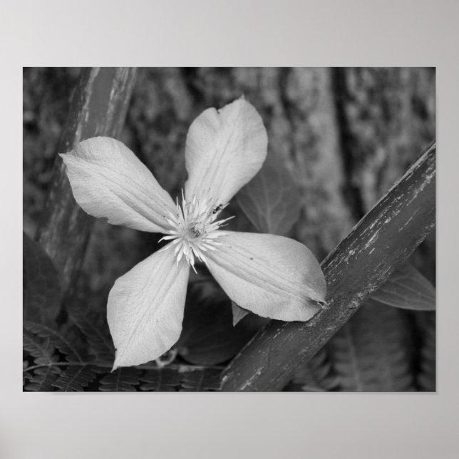 Single Clematis Flower Black And White Poster (Front)