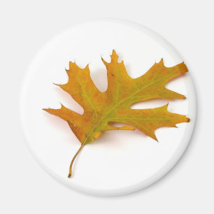 Single Coloured Northern Red Oak Leaf On White Bac Magnet