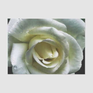 Single Colourful Rose Tissue Paper