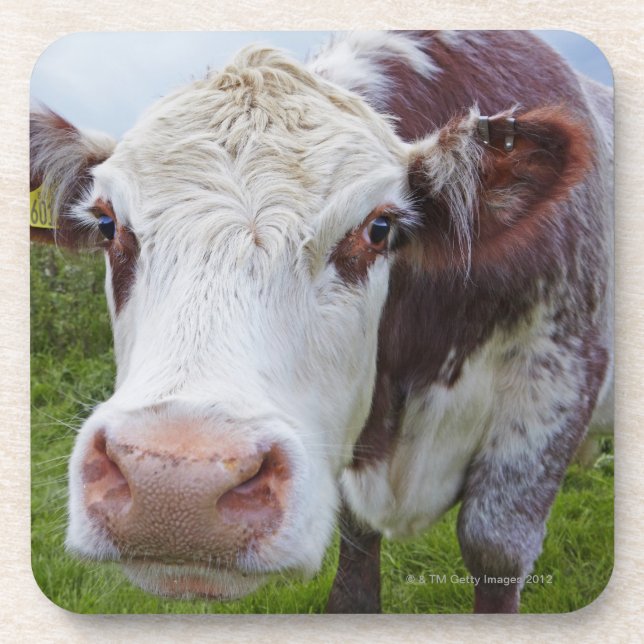 Single cow peerring into camera coaster (Front)