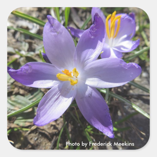 Single Crocus Square Sticker (Front)