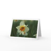Single Daffodil Folded Blank Greeting Card