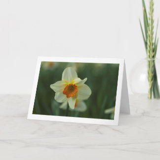 Single Daffodil Folded Blank Greeting Card