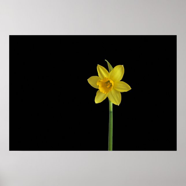 Single daffodil poster (Front)