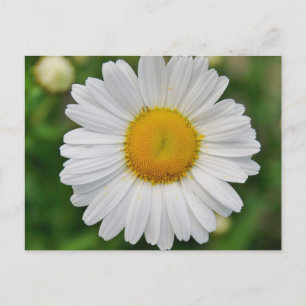 Single Daisy Flower Postcard