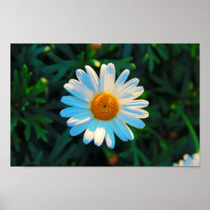 Single Daisy Poster