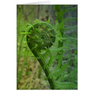 Single Fiddlehead
