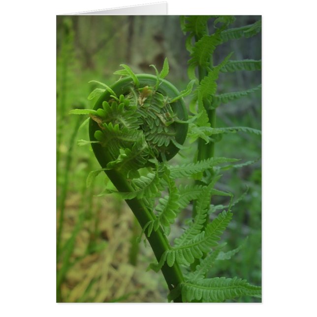 Single Fiddlehead (Front)