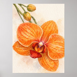 Single Flower Moth Orchid Botanical Poster