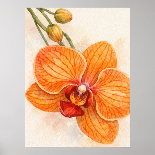 Single Flower Moth Orchid Botanical Poster (Front)