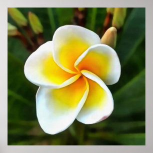 Sıngle Frangipani Blossom Poster