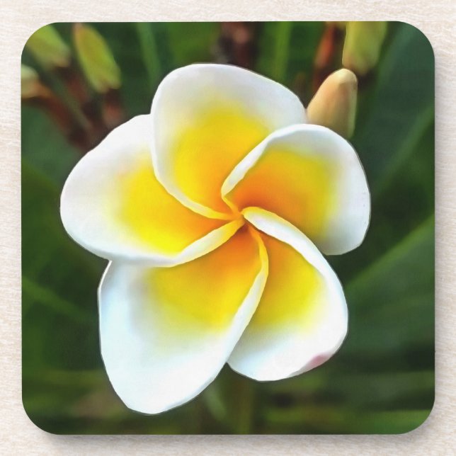 Single Frangipani Blossom Realism Art Coaster (Front)