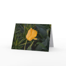Single Golden Tulip Note Card