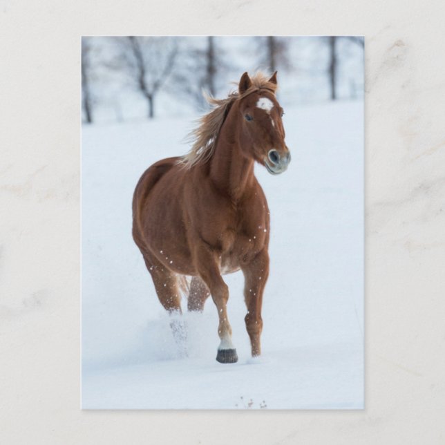 Single Horse Running in Snow Postcard (Front)