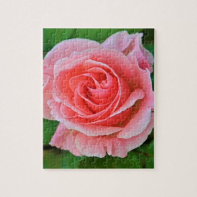 Single Large Pink Rose Up Close Jigsaw Puzzle (Vertical)
